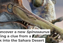 In this illustration, Spinosaurus mirabilis fight over a carcass some 95 million years ago in what is now the Sahara Desert in Niger. Dani Navarro